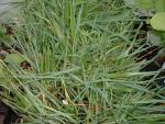 Anthoxanthum odoratum